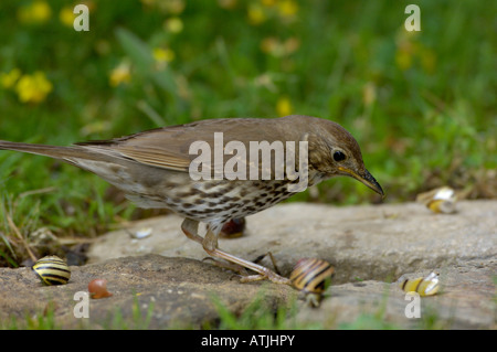 Singdrossel Turdus Philomelos am Amboss fotografiert in UK Stockfoto