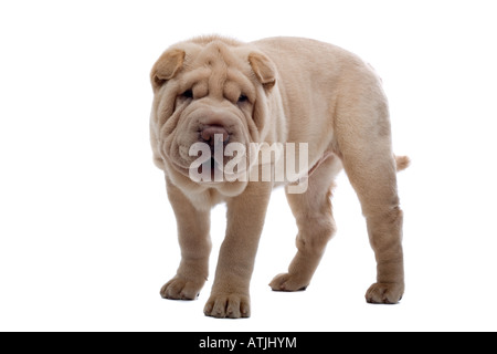 Shar pei Hund isoliert auf weiss Stockfoto