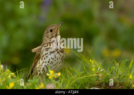 Singdrossel Turdus Philomelos fotografiert in UK Stockfoto