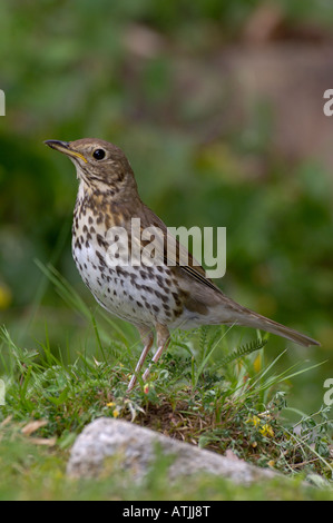 Singdrossel Turdus Philomelos fotografiert in UK Stockfoto