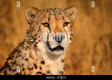 Afrika Namibia Okonjima Cheetah (Acinonyx Jubatus) Stockfoto
