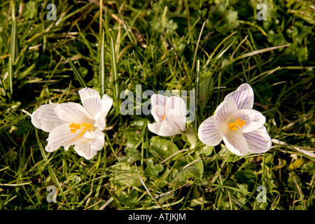 Detailansicht der Frühling Crocus niederländischen Krokus Crocus Vernus Blumen wachsendes Gras in der Sonne Stockfoto