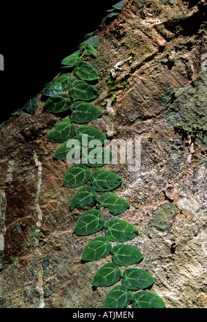 Kletterpflanzen auf Strebepfeiler Wurzeln Lambir Hills National Park Stockfoto