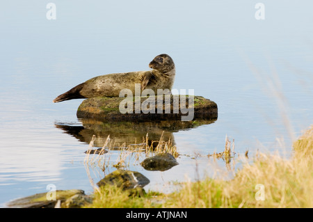 Grey seal sonnen sich auf Felsen in den Gezeiten Loch Stenness, Festland, Orkney, Schottland. Sommer Stockfoto