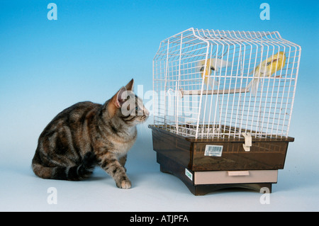 Inländische Katze und Vogel Käfig Stockfoto