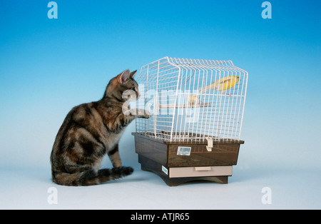 Inländische Katze und Vogel Käfig Stockfoto