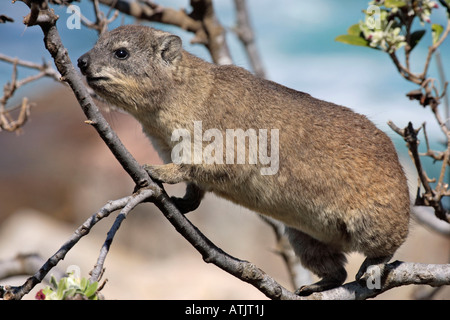 Gemeinsamen Rock Hyrax / Rock Klippschliefer Stockfoto