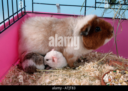 Meerschweinchen Stockfoto