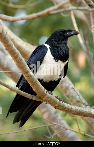 Pied Crow Stockfoto