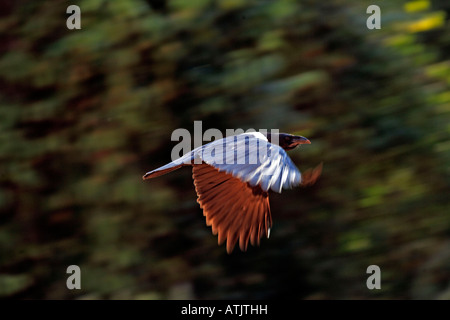 Pied Crow Stockfoto