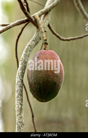 Seide Zahnseide Baum Stockfoto