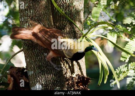 Raggiana Vogelparadies Stockfoto