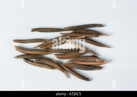 Schwarzwurzeln Stockfoto