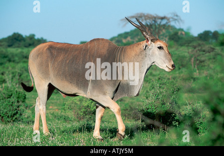 Gemeinsame Eland Stockfoto