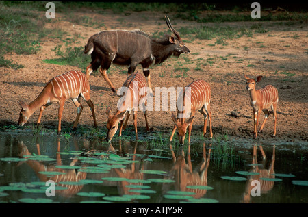 Nyala Stockfoto