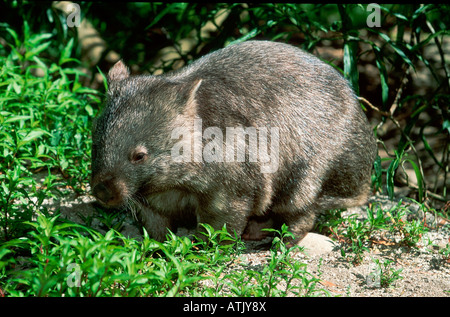 Gemeinsamen Wombat / groben Haaren Wombat Stockfoto