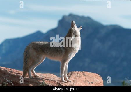 Coyote Stockfoto