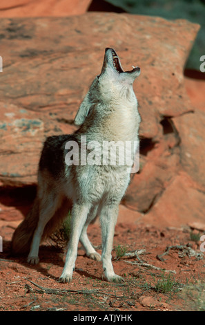 Coyote Stockfoto