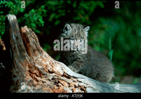 Bobcat Stockfoto