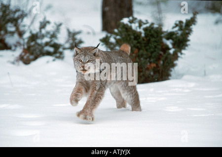 Kanadischer Luchs / Silber Lynx Stockfoto