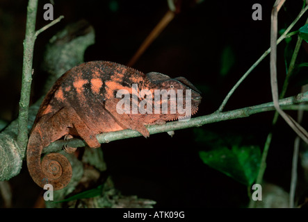 Pantherchamäleon Stockfoto