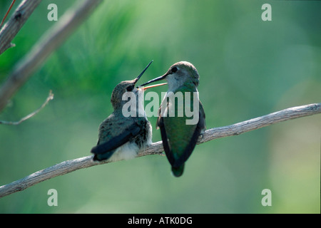 Costas Kolibri Stockfoto