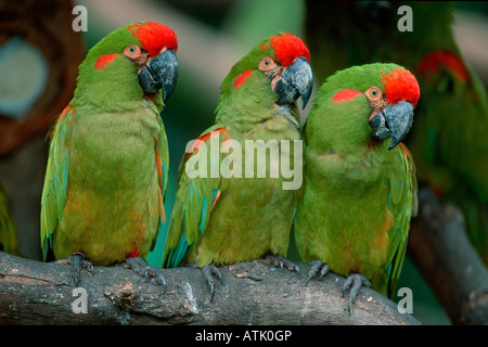 Rot-fronted Ara Stockfoto