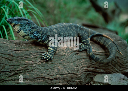 Gemeinsamen Baumwaran / Spitzen-Monitor Stockfoto