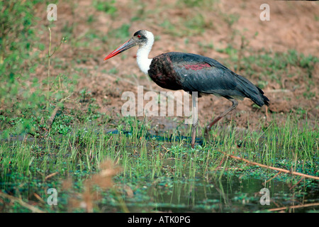 Wollig-necked Storch Stockfoto