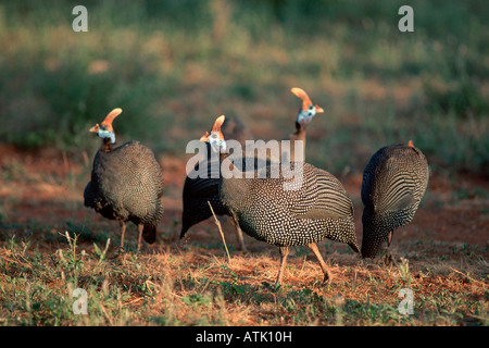 Behelmte Perlhühner Stockfoto