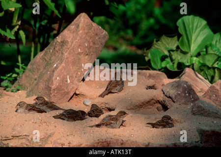 Haussperling Stockfoto