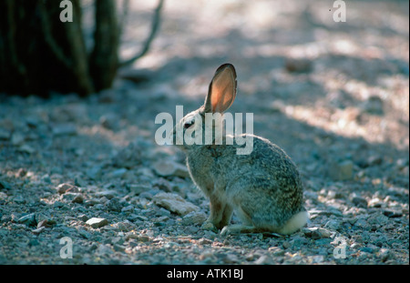 Cottontail Desert / Wüste Kaninchen Stockfoto