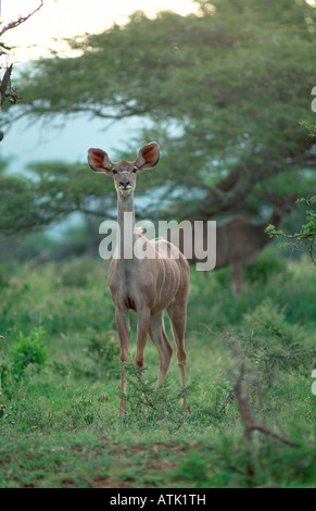 Große Kudu Stockfoto