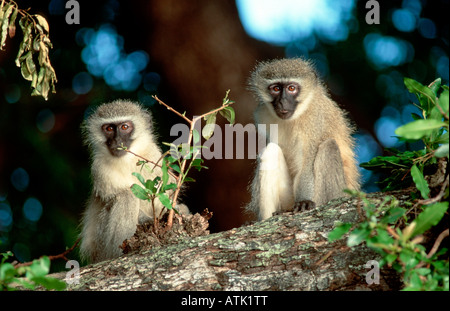 Green Monkey / Grivet Monkey / Vervet Affen Stockfoto