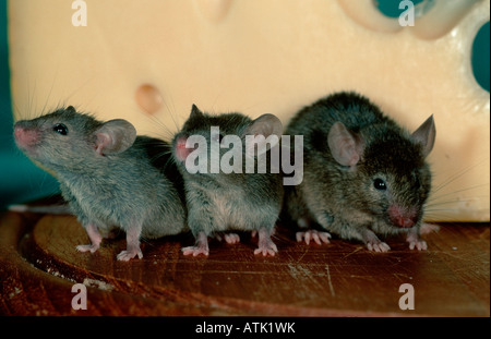 Hausmaus Stockfoto