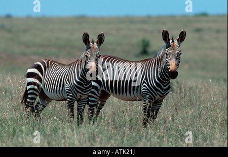 Kap-Bergzebra Stockfoto