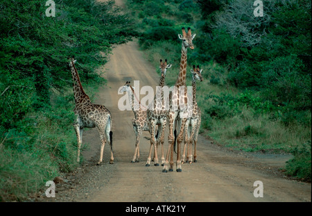 Kap-Giraffe Stockfoto