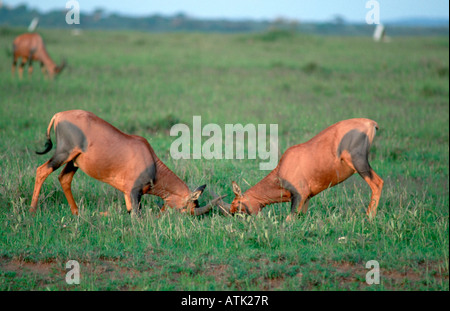 Topi Stockfoto