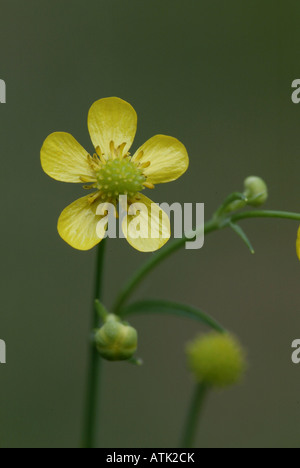 Geringerer Spearwort Stockfoto