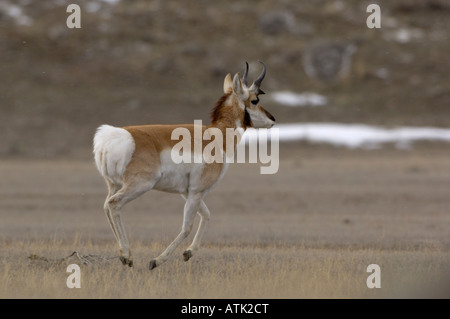 Pronghorn Antilope Antilocapra Americana fotografiert im Yellowstone National Park USA Stockfoto