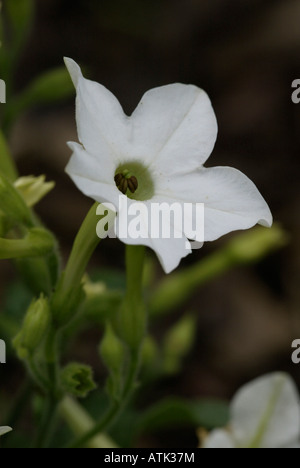 Tobac Stockfoto