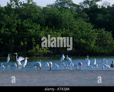 Mangroven mit Fütterung Watvögel Sanibel Island Florida Dezember 1998 Stockfoto