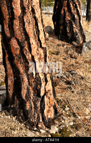 Gelb-Kiefer (Pinus Ponderosa) Stämme Stockfoto