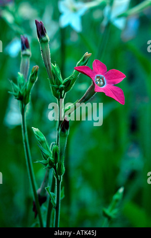 Tobac Stockfoto