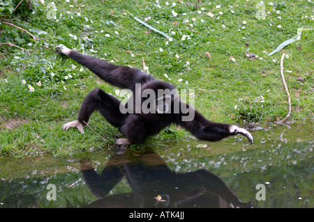 Weiß übergeben oder Lar Gibbon, Hylobates lar Stockfoto