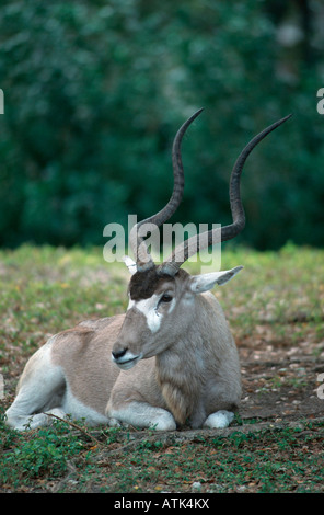 Addax / Mendesantilope Stockfoto