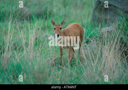 Bohar andere / Riedbock / Isabellantilope Stockfoto