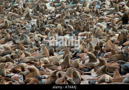 Südafrikanischer Seebär / Suedafrikanischer Seebaer / Zwergseebaer Stockfoto