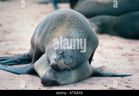 Südafrikanischer Seebär / Suedafrikanischer Seebaer / Zwergseebaer Stockfoto