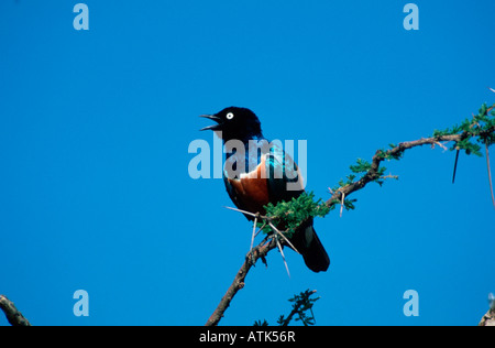 Superb Starling / Dreifarben-Glanzstar Stockfoto